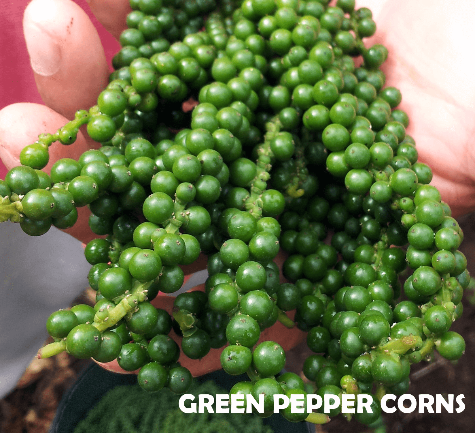Green pepper corns